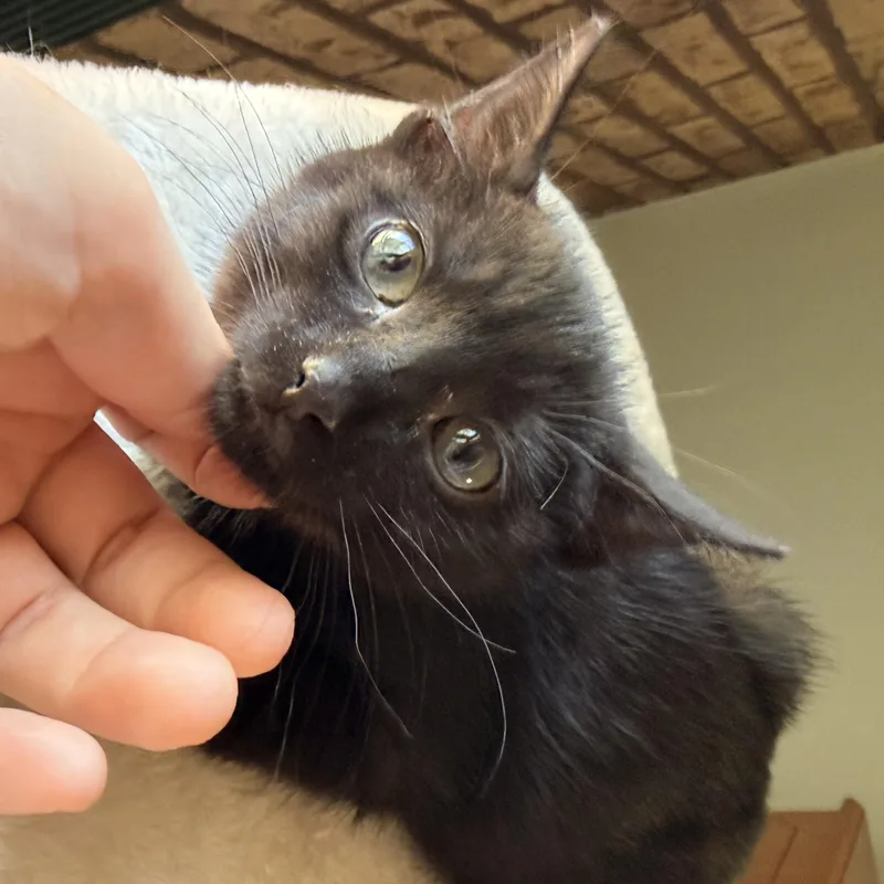 A baby medium-sized male Black Domestic Short Hair cat named Mint for adoption in Scranton, PA