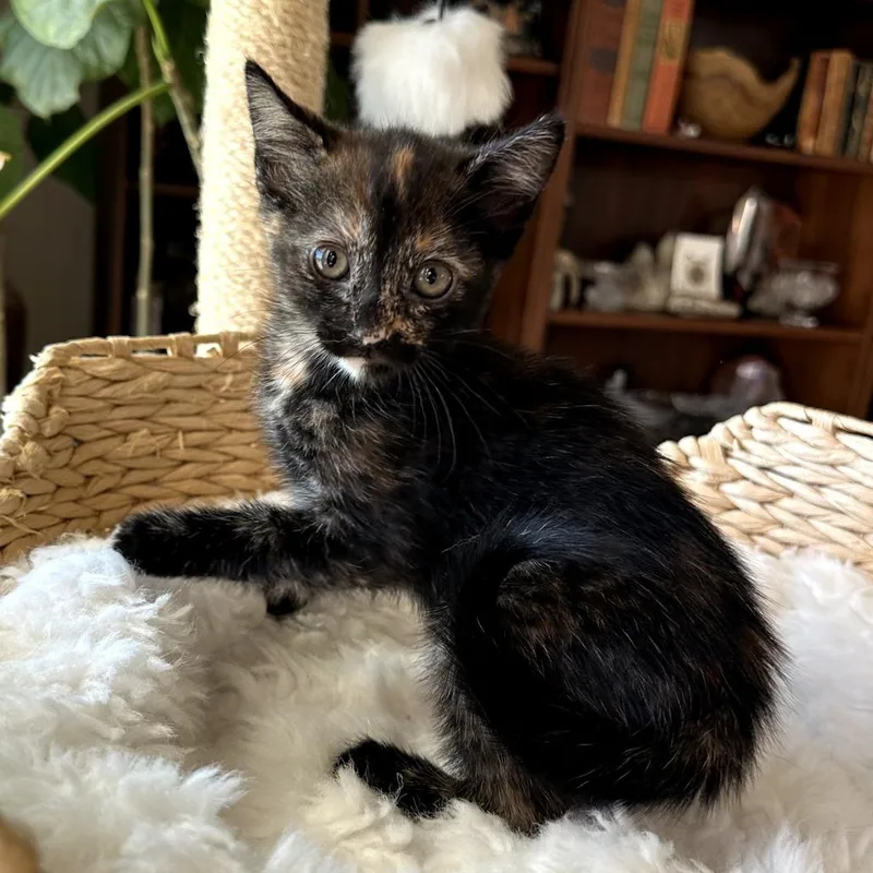 A baby small-sized female Tortoiseshell Domestic Short Hair cat named Tinx for adoption in Long Beach, CA
