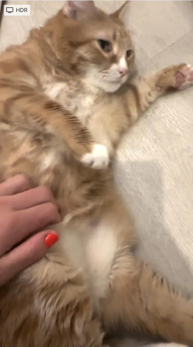 An adult extra large-sized male Domestic Medium Hair cat named Tony for adoption in Beverly Hills, CA