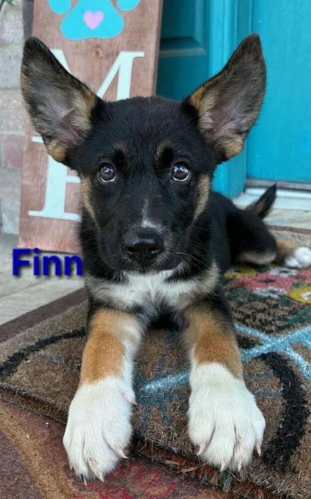 A baby small-sized male Brown / Chocolate Shepherd dog named Finley for adoption in Norfolk, MA