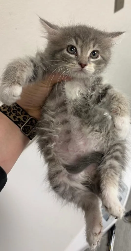 A baby small-sized female Domestic Long Hair cat named Bagel for adoption in Greencastle, IN