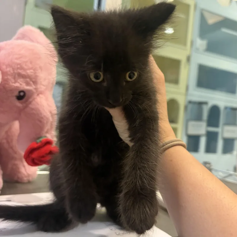A baby medium-sized male Domestic Short Hair cat named Judy for adoption in Charleston, SC