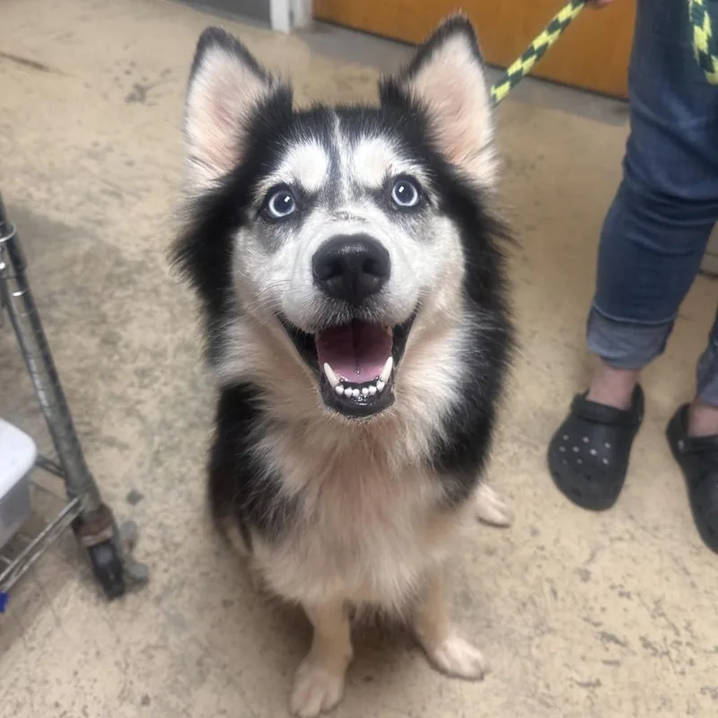An adult medium-sized female Husky dog named Sadie for adoption in Canton, IL