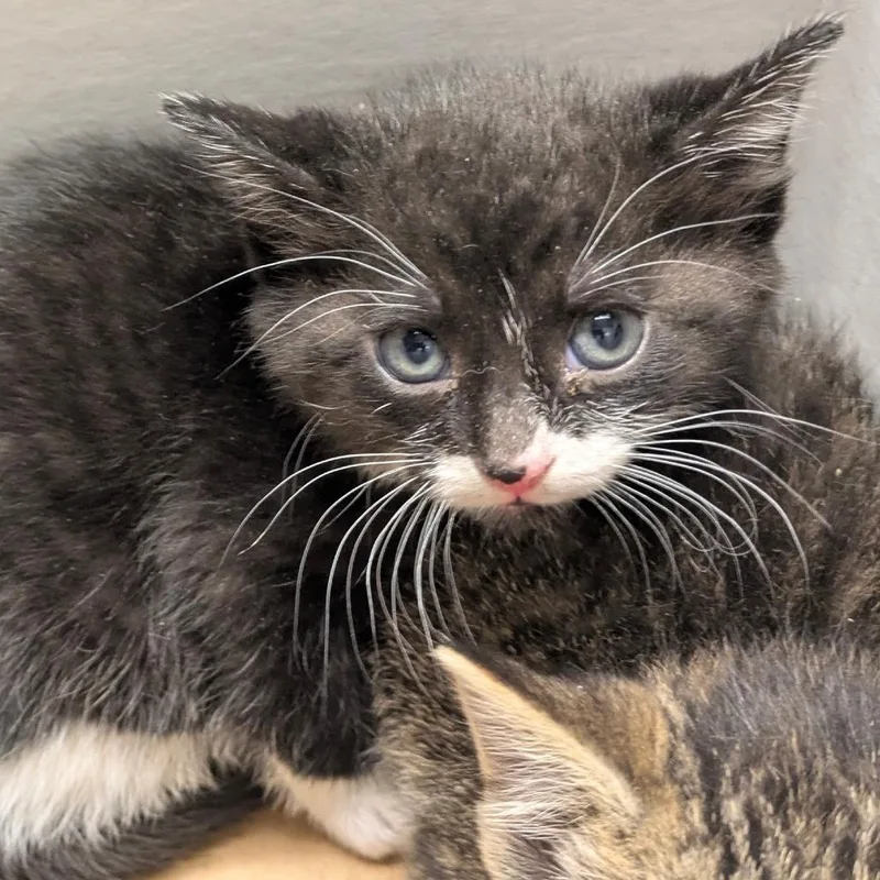 A baby small-sized female Black Domestic Short Hair cat named All Bran for adoption in Chicago, IL