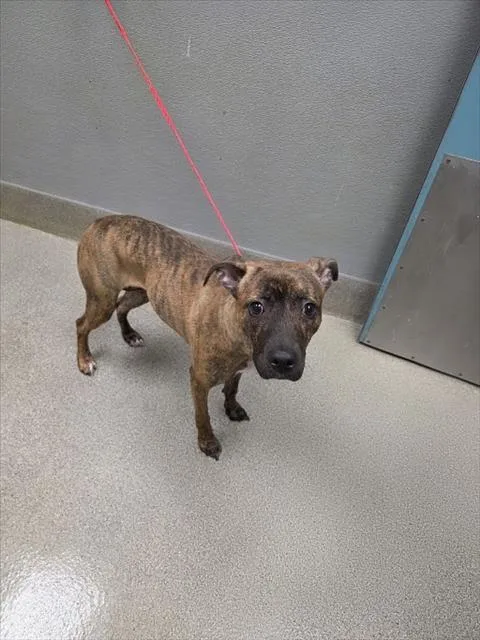 A young large-sized female Pit Bull Terrier dog named Mona Stangley for adoption in Las Vegas, NV