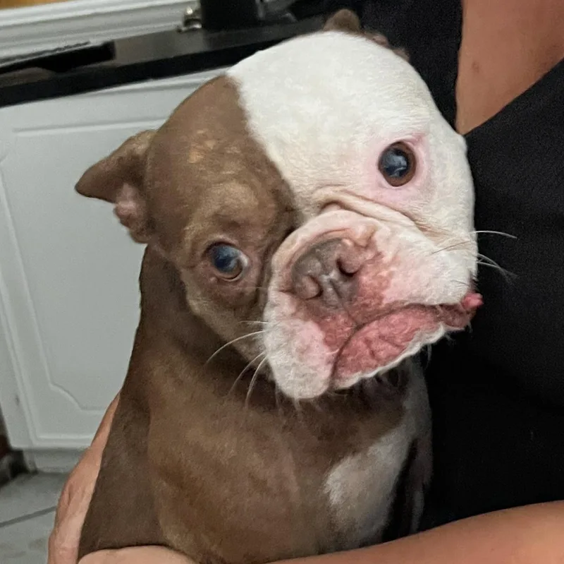 A young small-sized male Boston Terrier dog named Chewy NY for adoption in Magnolia, TX