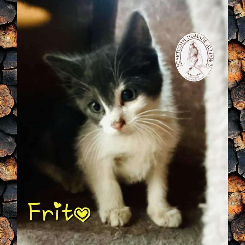 Frito