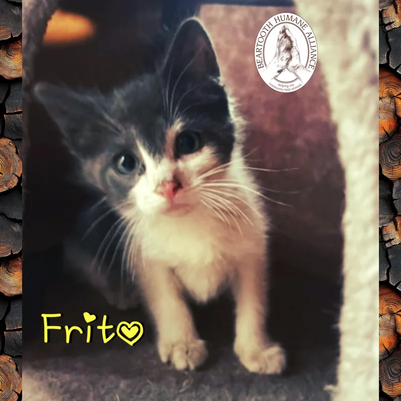 Frito thumbnail 2