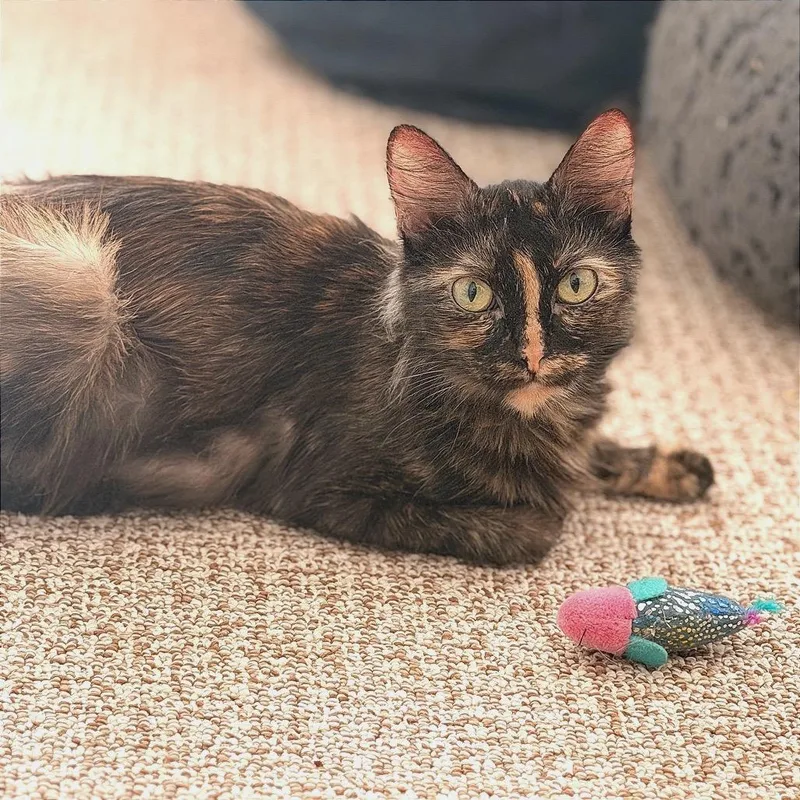An adult medium-sized female Domestic Medium Hair cat named Fairy Florence for adoption in Los Angeles, CA