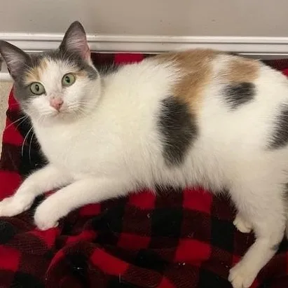 An adult medium-sized female Dilute Calico Domestic Short Hair cat named Wonder for adoption in Decatur, AL