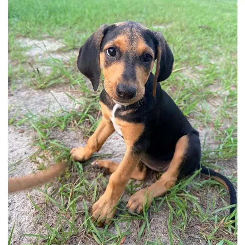 A baby large-sized female Black and Tan Coonhound dog named Maizie for adoption in Leawood, KS