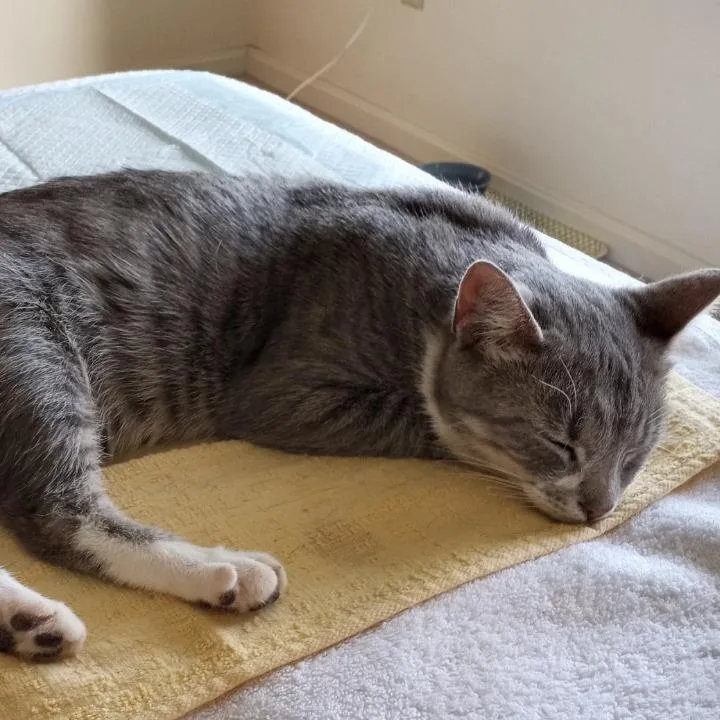 A young small-sized female Gray / Blue / Silver Domestic Short Hair cat named Sweet Pea Young for adoption in Woodstock, VA