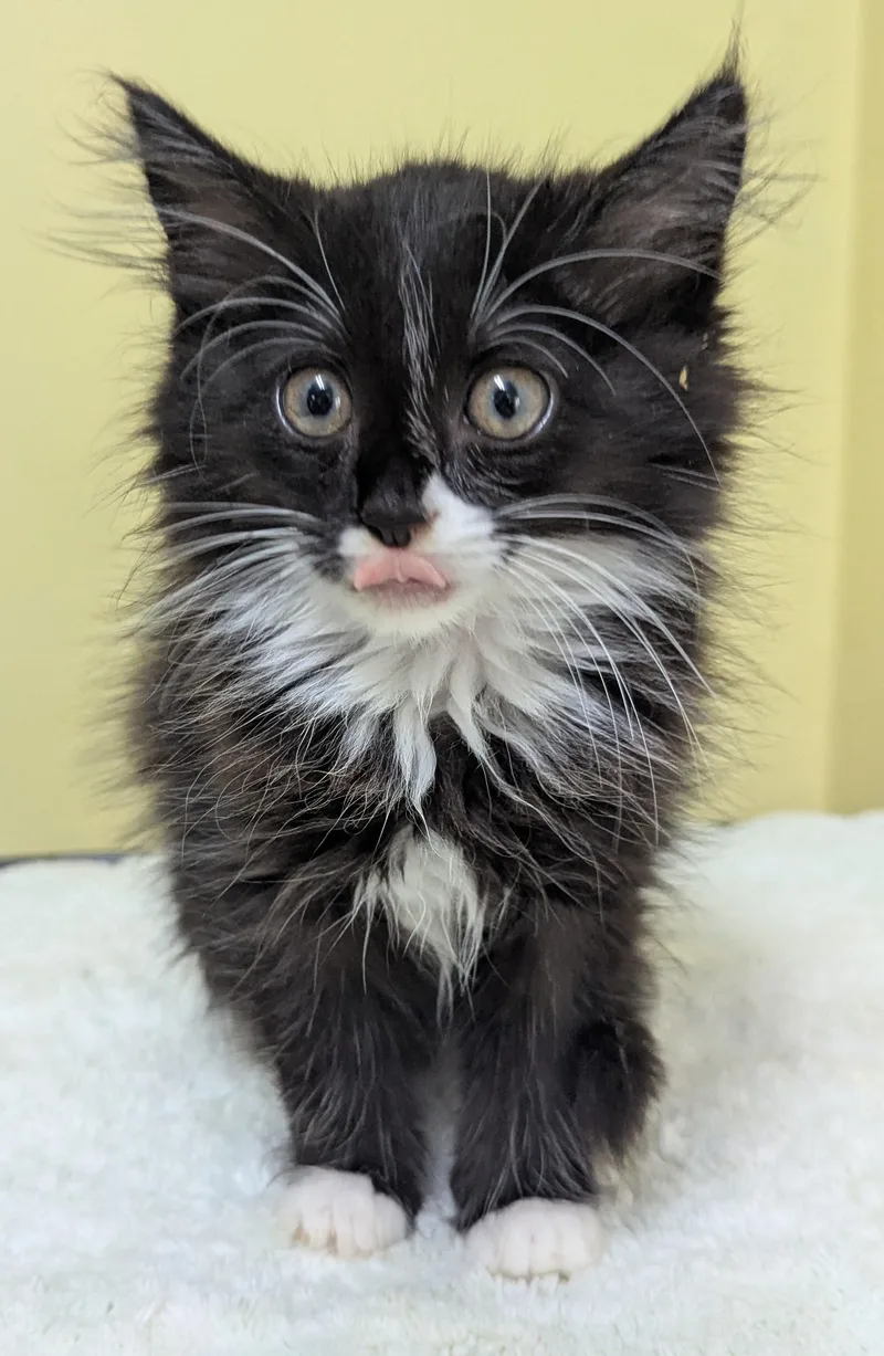 A baby medium-sized female Black & White / Tuxedo Domestic Long Hair cat named Cleo for adoption in Jackson, GA
