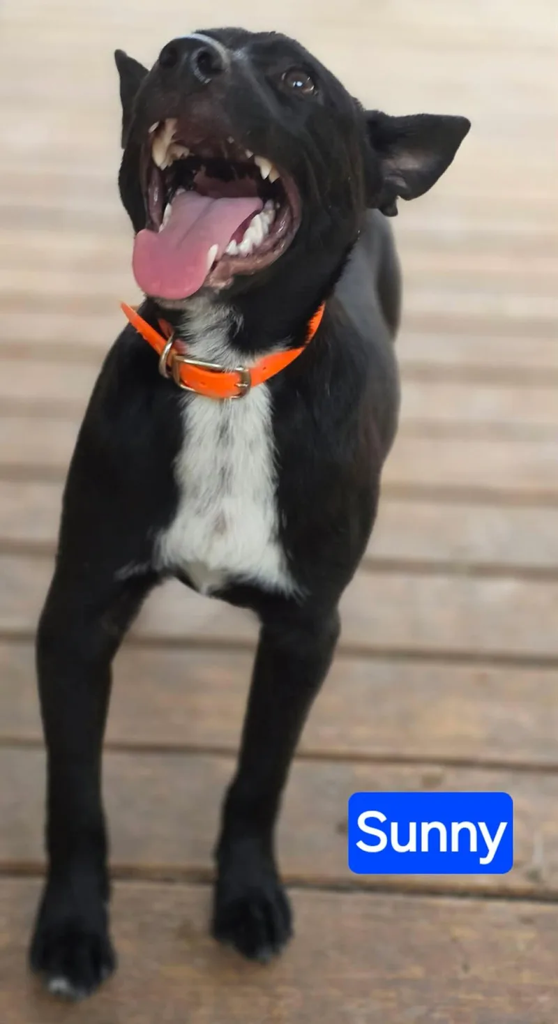A young medium-sized male Black German Shepherd Dog dog named Sunny for adoption in Greeneville, TN