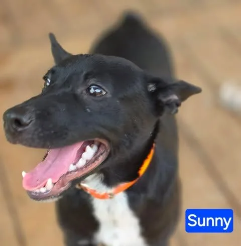 Sunny thumbnail 4