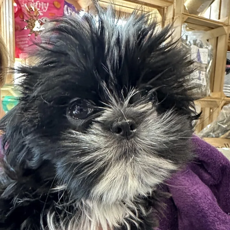 A baby small-sized female Black Shih Tzu dog named BlackWhite Shih Tzu Baby for adoption in Dallas, TX