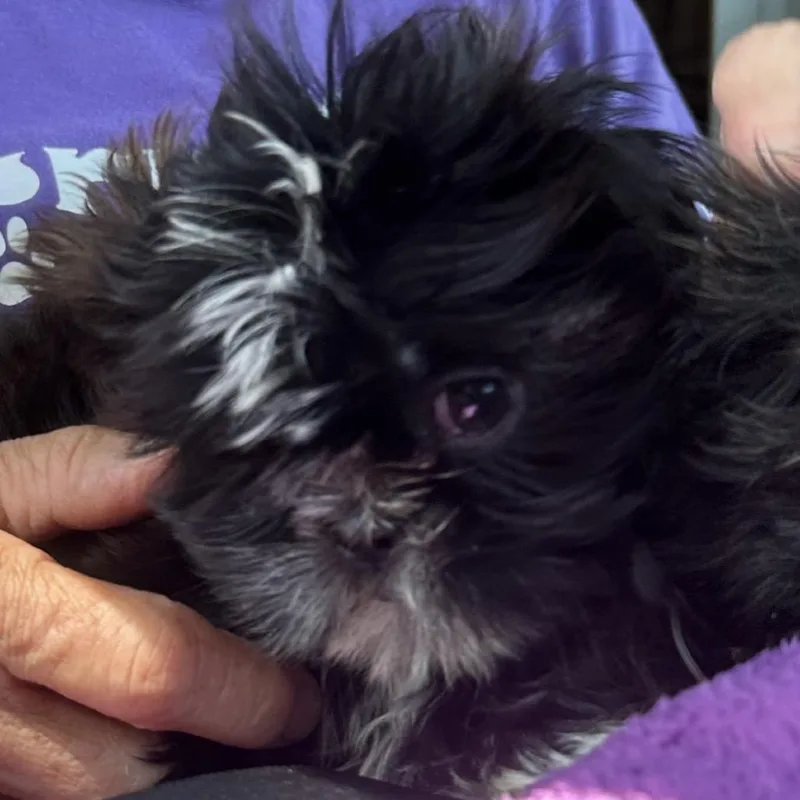 BlackWhite Shih Tzu Baby thumbnail 2