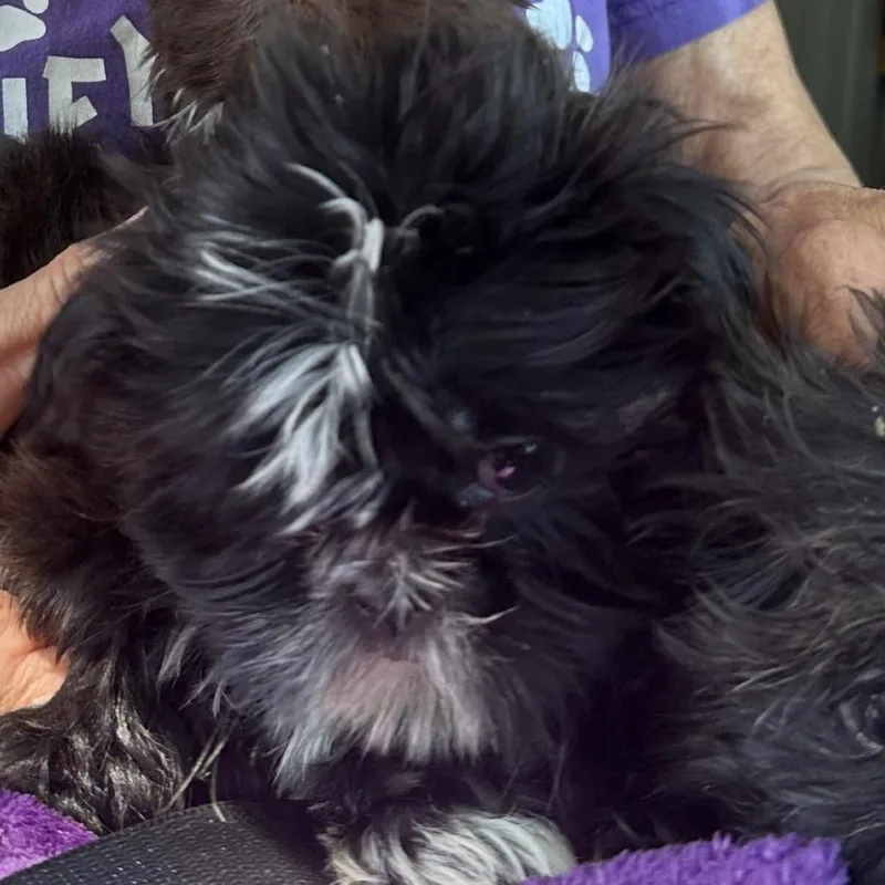 BlackWhite Shih Tzu Baby thumbnail 3