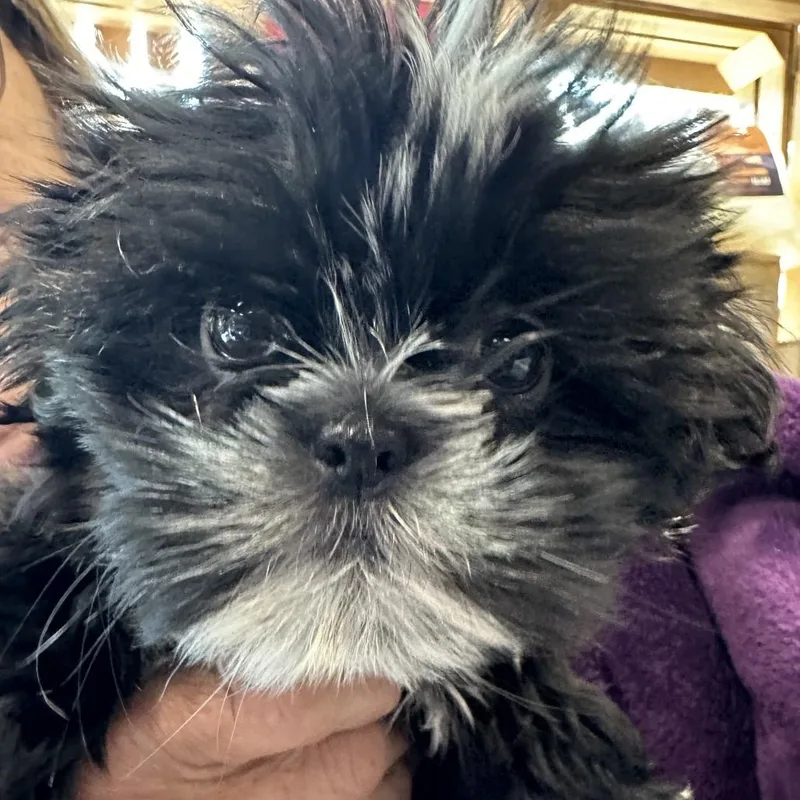 BlackWhite Shih Tzu Baby thumbnail 4