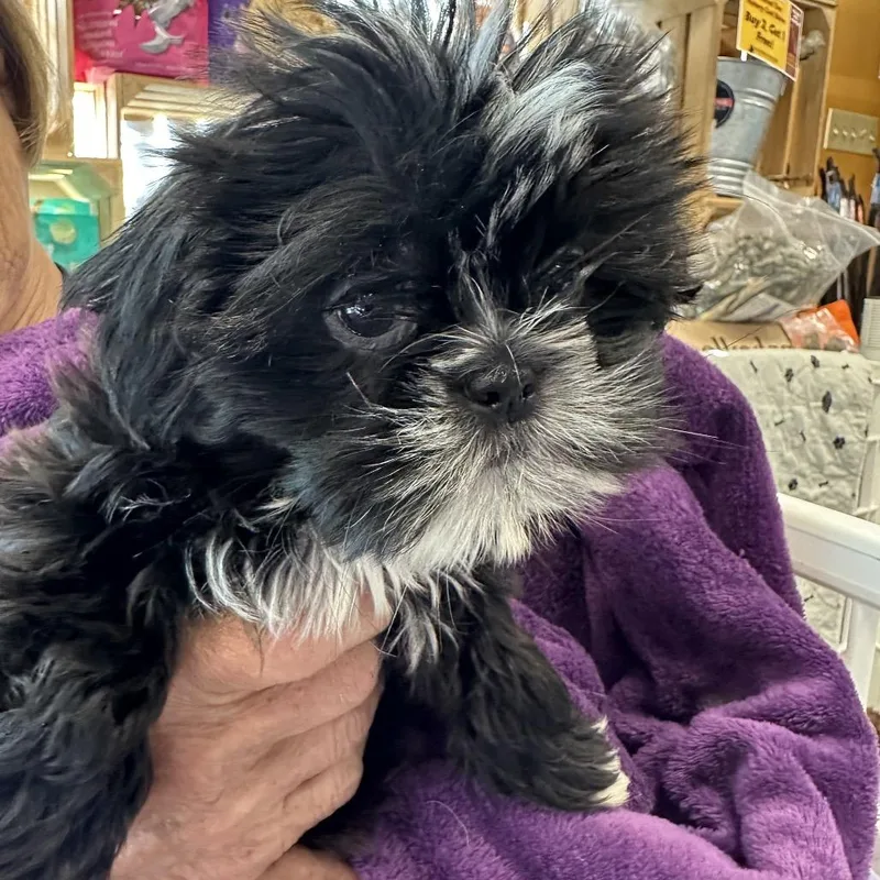 BlackWhite Shih Tzu Baby thumbnail 5