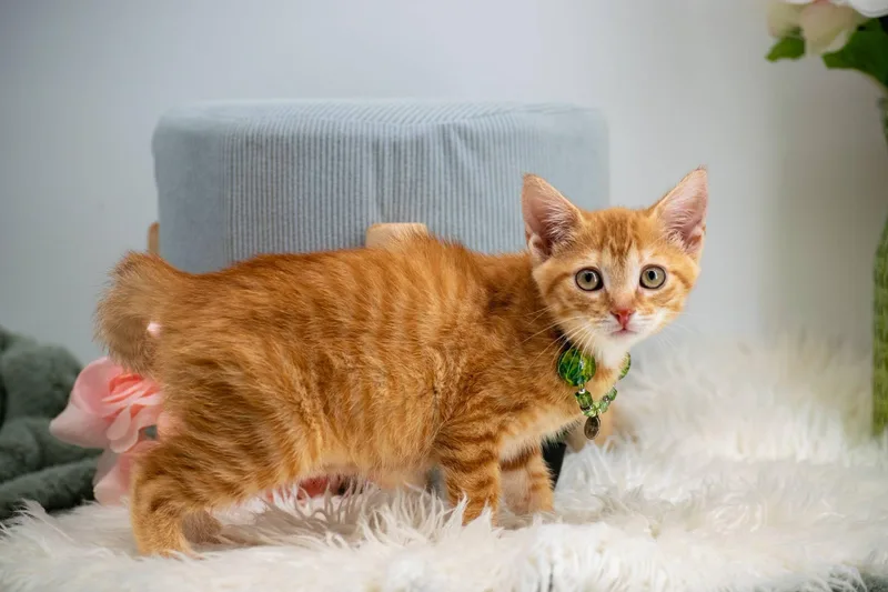 A baby small-sized female Tabby (Orange / Red) Domestic Short Hair cat named Imogen for adoption in Sevierville, TN