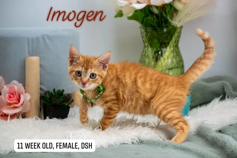 Imogen thumbnail 4