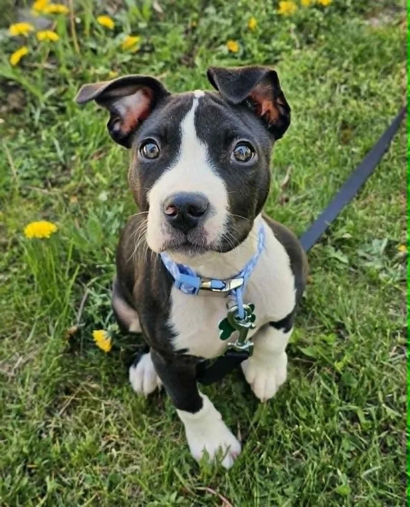 A baby medium-sized male Pit Bull Terrier dog named Skeeter for adoption in Saginaw, MI