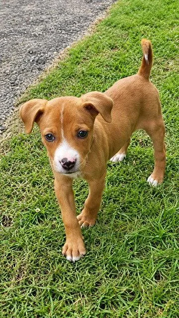 A baby medium-sized female Boxer dog named Lupita for adoption in Jenkintown, PA
