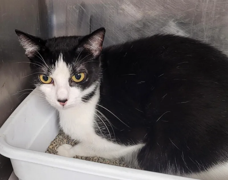 A young large-sized female Domestic Short Hair cat named Lori for adoption in Hopkinsville, KY