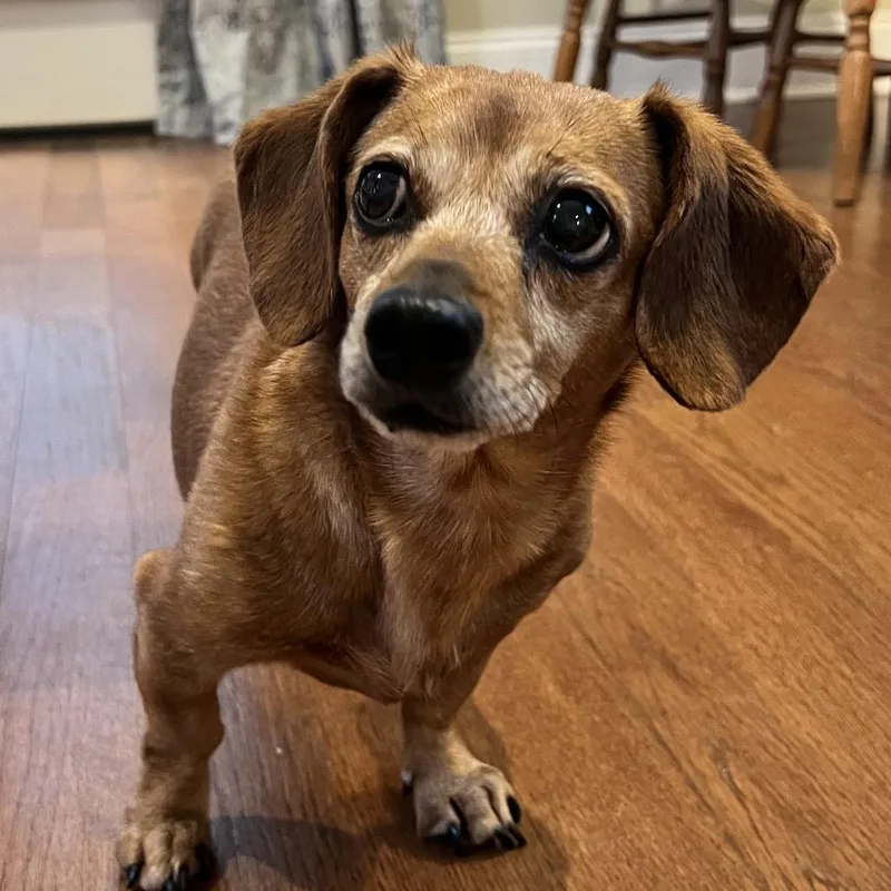 A senior small-sized female Brown / Chocolate Miniature Dachshund dog named Darcy for adoption in Gulfport, MS