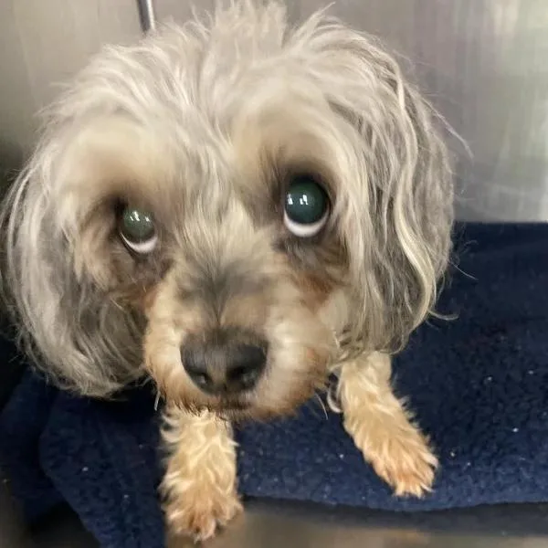 An adult small-sized female Gray / Blue / Silver Miniature Schnauzer dog named Sharee for adoption in Spokane, WA