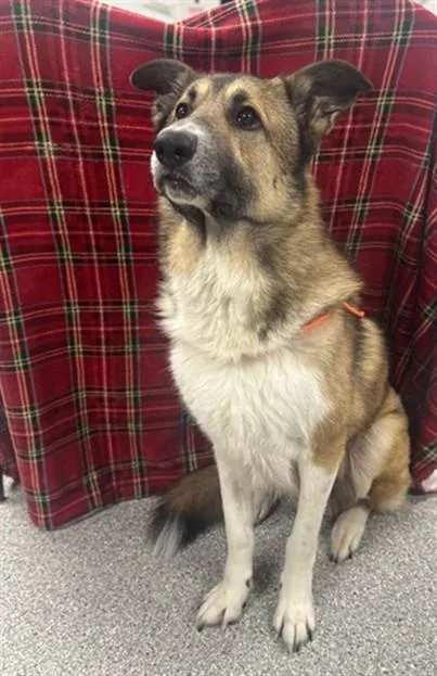 An adult extra large-sized male German Shepherd Dog dog named Luffy for adoption in Pasadena, TX