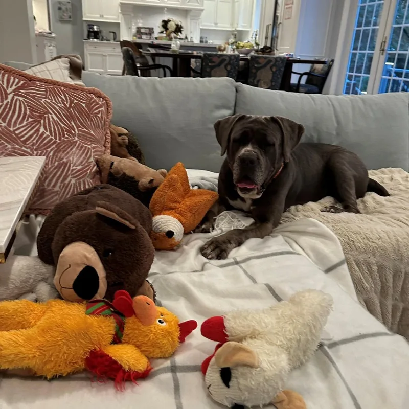 A senior extra large-sized female Cane Corso dog named Lucy for adoption in Montville, NJ