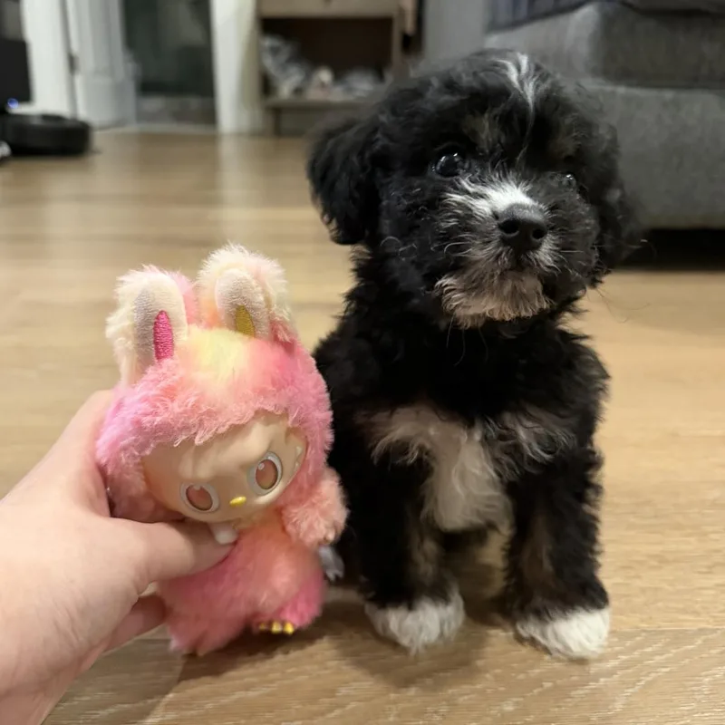 A baby small-sized male Black Havanese dog named Leroy for adoption in Brooklyn, NY
