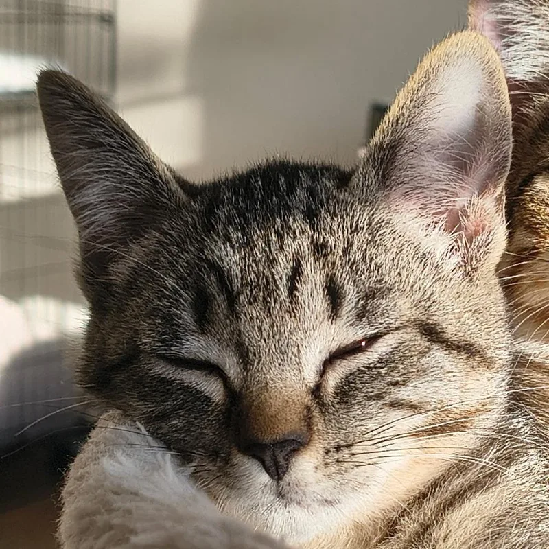 A baby small-sized female Domestic Short Hair cat named Chloe for adoption in Santa Rosa, CA