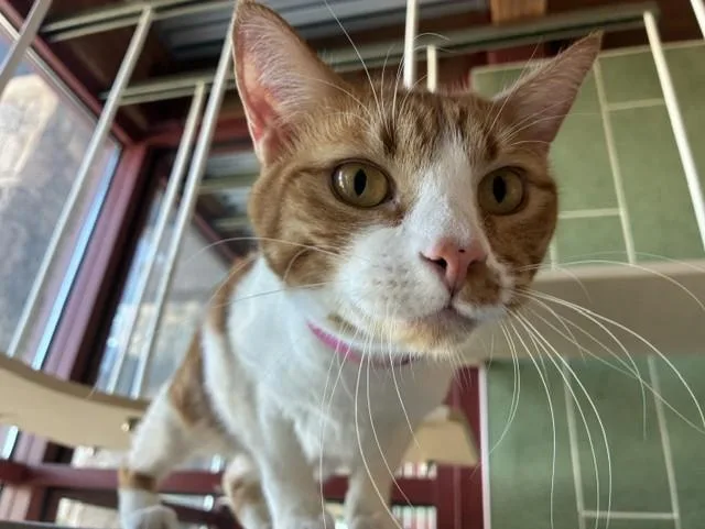 An adult medium-sized male Domestic Short Hair cat named Hamburger for adoption in Colorado Springs, CO