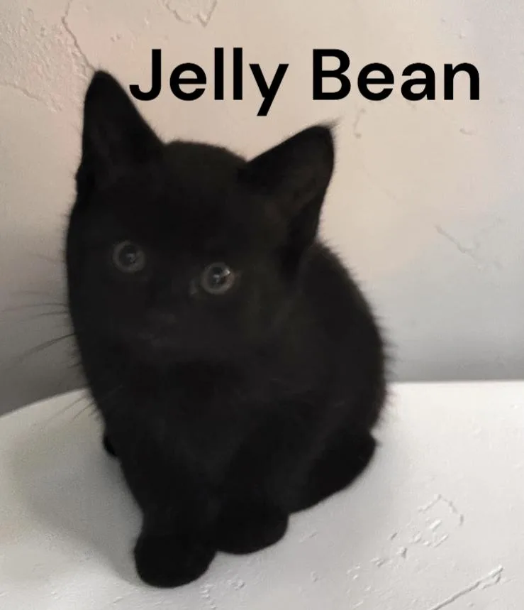 A baby medium-sized female Black Domestic Short Hair cat named Jelly Bean for adoption in Weems, VA