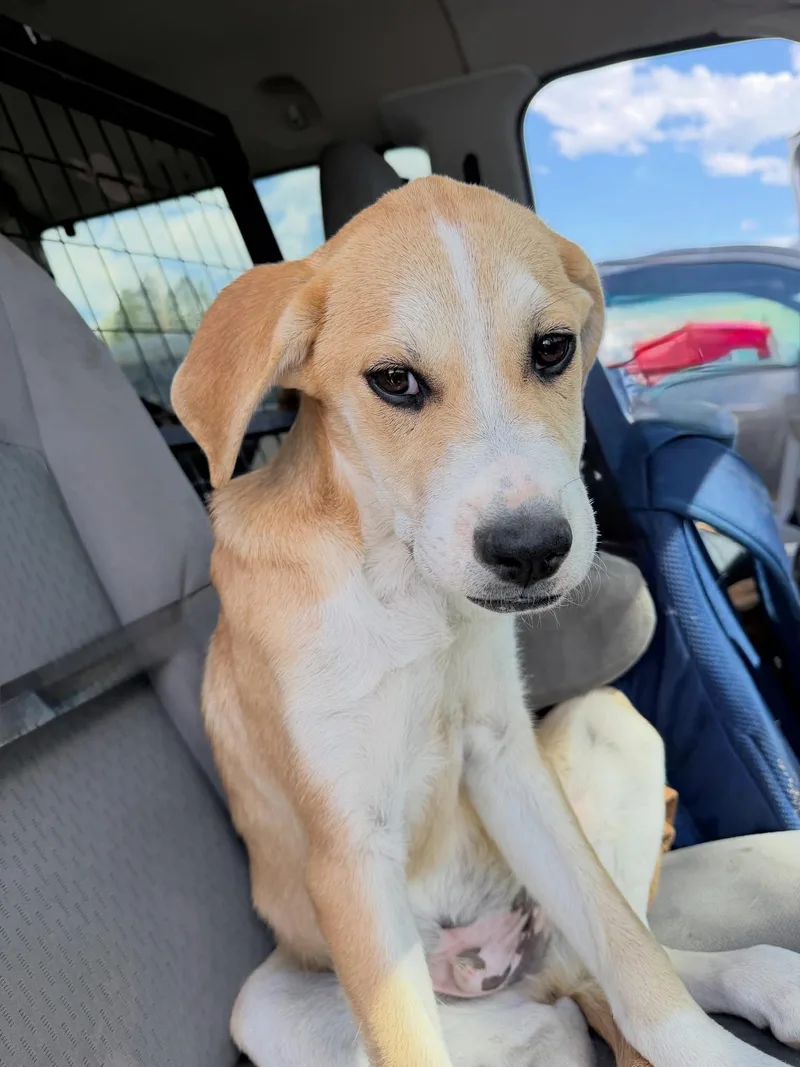 A young medium-sized male Mixed Breed dog named Linguini for adoption in Wilsall, MT