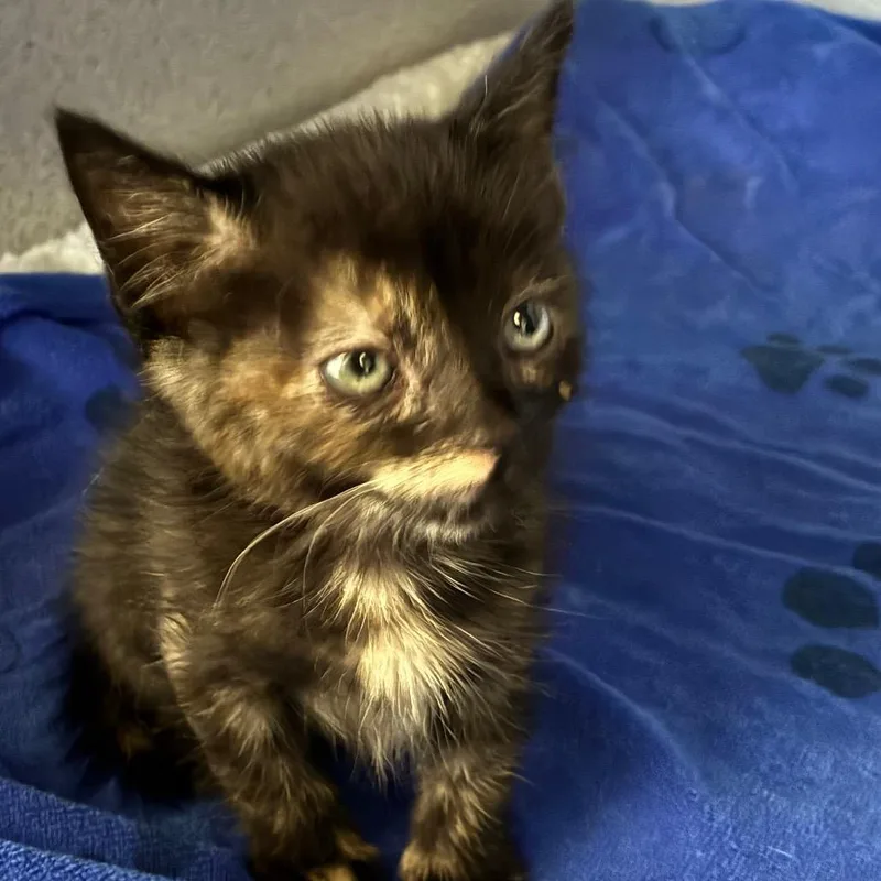 A baby small-sized female Tortoiseshell Domestic Short Hair cat named Gigi for adoption in Santa Barbara, CA