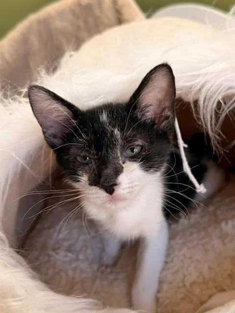 A baby small-sized male Domestic Short Hair cat named Tucker for adoption in Albuquerque, NM