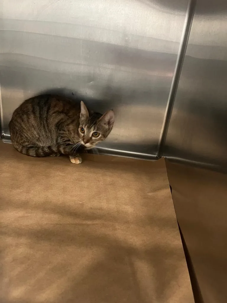 A young large-sized female Domestic Short Hair cat named Lela for adoption in Cartersville , GA