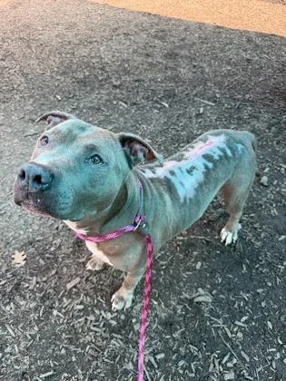 An adult large-sized male Mixed Breed dog named PeeWee for adoption in Chamblee, GA