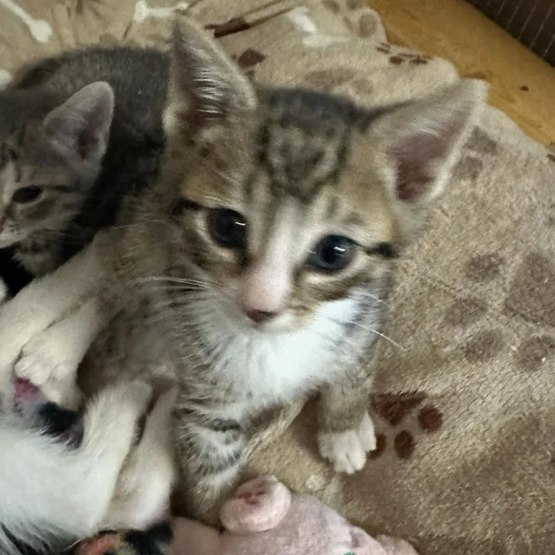 A baby small-sized male Brown / Chocolate Domestic Short Hair cat named Lorian for adoption in Wappingers Falls, NY
