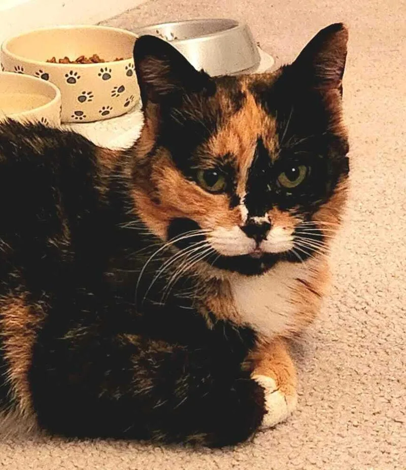 An adult medium-sized female Domestic Short Hair cat named Cleo for adoption in Jessup, MD