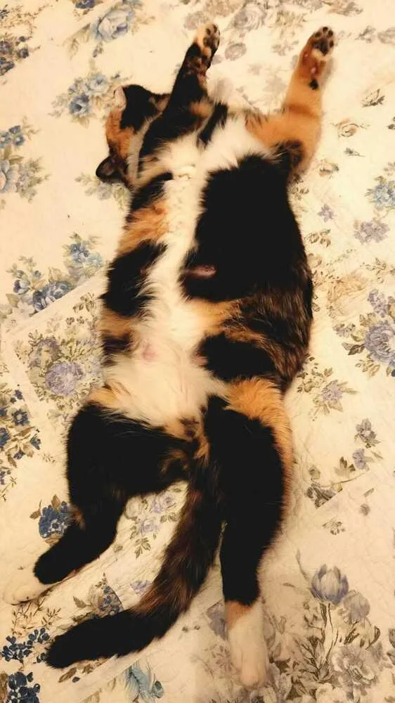 Cleo thumbnail 2