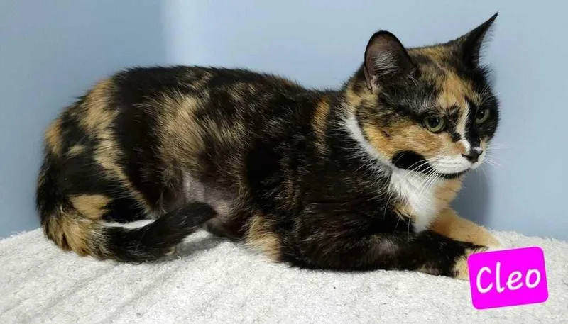 Cleo thumbnail 3