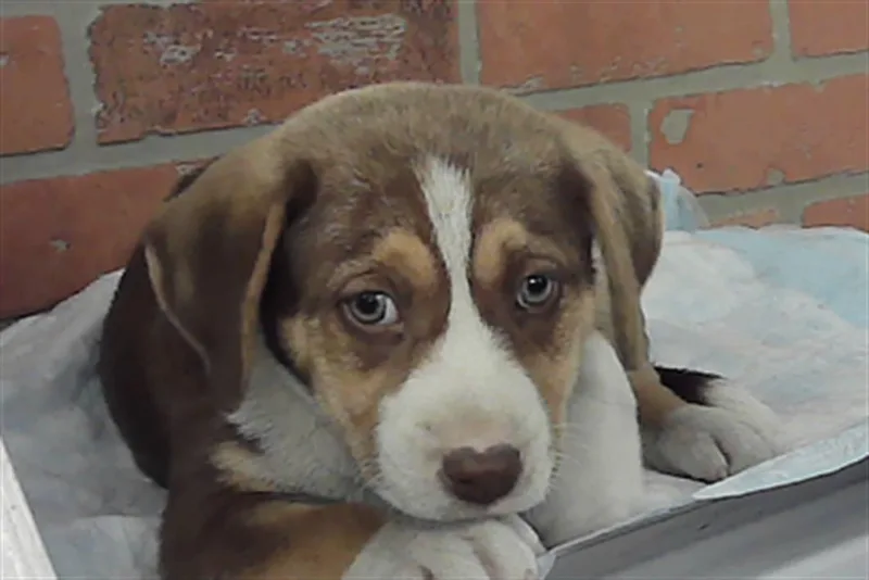 A baby small-sized female Staffordshire Bull Terrier dog named Diana for adoption in Houston, TX