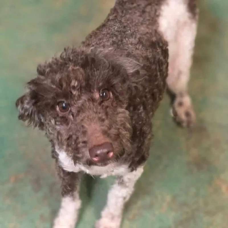 An adult small-sized female Labradoodle dog named Daisy for adoption in Eugene, OR