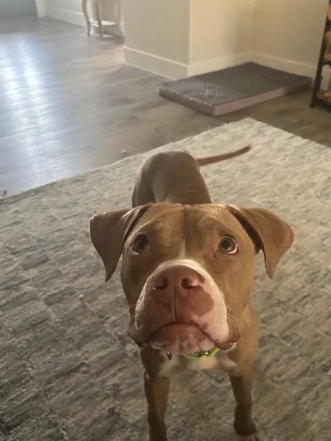 A young large-sized male Pit Bull Terrier dog named Gary for adoption in Pasadena, TX