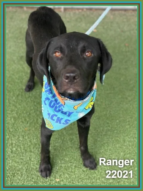 Ranger thumbnail 5